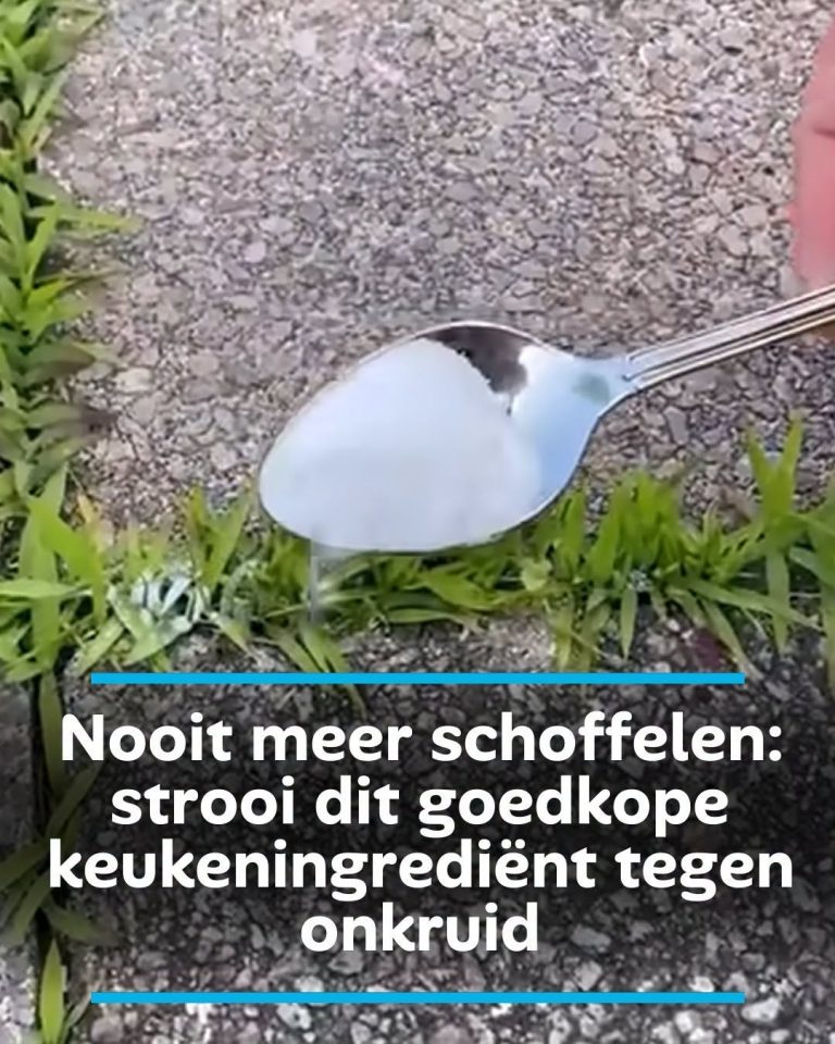 763298980_122114307057390819_5505885495537122502_n